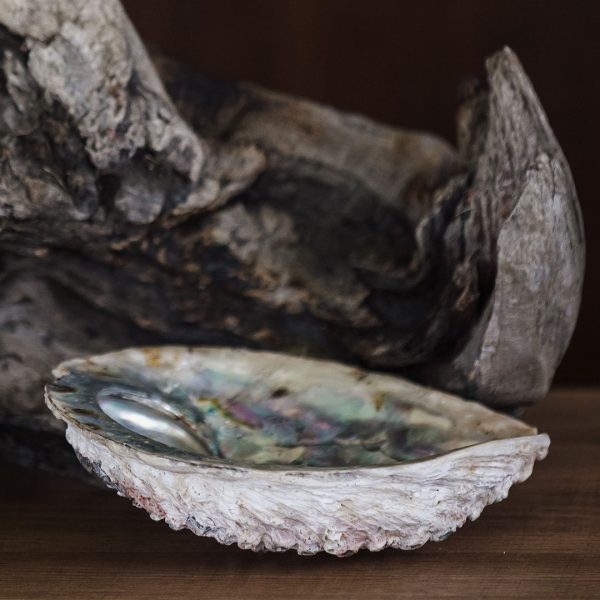 Abalone Shell